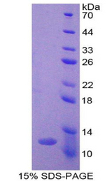 Ghrelin Protein - Recombinant Ghrelin By SDS-PAGE