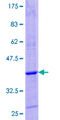 GHRH Protein - 12.5% SDS-PAGE of human GHRH stained with Coomassie Blue