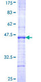 GHRHR Protein - 12.5% SDS-PAGE Stained with Coomassie Blue.