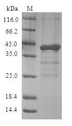 GHRL / Ghrelin Preproprotein Protein - (Tris-Glycine gel) Discontinuous SDS-PAGE (reduced) with 5% enrichment gel and 15% separation gel.