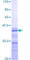GHRL / Ghrelin Preproprotein Protein - 12.5% SDS-PAGE Stained with Coomassie Blue.