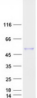 GIF / Intrinsic Factor Protein - Purified recombinant protein GIF was analyzed by SDS-PAGE gel and Coomassie Blue Staining