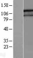 GIGYF1 Protein - Western validation with an anti-DDK antibody * L: Control HEK293 lysate R: Over-expression lysate