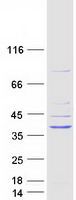 GIMAP1 Protein - Purified recombinant protein GIMAP1 was analyzed by SDS-PAGE gel and Coomassie Blue Staining