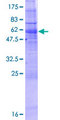 GIMAP2 Protein - 12.5% SDS-PAGE of human GIMAP2 stained with Coomassie Blue