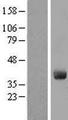 GIMAP4 Protein - Western validation with an anti-DDK antibody * L: Control HEK293 lysate R: Over-expression lysate