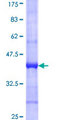 GIMAP4 Protein - 12.5% SDS-PAGE Stained with Coomassie Blue.