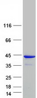 GIMAP4 Protein - Purified recombinant protein GIMAP4 was analyzed by SDS-PAGE gel and Coomassie Blue Staining