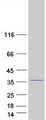 GIMAP5 Protein - Purified recombinant protein GIMAP5 was analyzed by SDS-PAGE gel and Coomassie Blue Staining