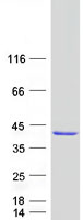 GIMAP7 Protein - Purified recombinant protein GIMAP7 was analyzed by SDS-PAGE gel and Coomassie Blue Staining