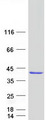 GIMAP7 Protein - Purified recombinant protein GIMAP7 was analyzed by SDS-PAGE gel and Coomassie Blue Staining