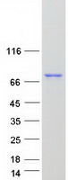 GIMAP8 Protein - Purified recombinant protein GIMAP8 was analyzed by SDS-PAGE gel and Coomassie Blue Staining
