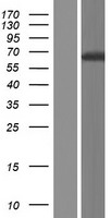 GIN1 Protein - Western validation with an anti-DDK antibody * L: Control HEK293 lysate R: Over-expression lysate