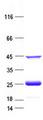 GINS1 / PSF1 Protein