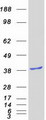 GIPC2 Protein - Purified recombinant protein GIPC2 was analyzed by SDS-PAGE gel and Coomassie Blue Staining