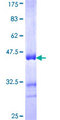 GIPC3 Protein - 12.5% SDS-PAGE Stained with Coomassie Blue.
