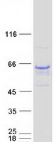 GIT2 Protein - Purified recombinant protein GIT2 was analyzed by SDS-PAGE gel and Coomassie Blue Staining