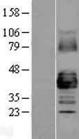GJA1 / CX43 / Connexin 43 Protein - Western validation with an anti-DDK antibody * L: Control HEK293 lysate R: Over-expression lysate