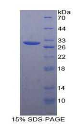GJA4 / CX37 / Connexin 37 Protein - Recombinant Connexin 37 By SDS-PAGE
