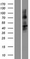 GJA8 / CX50 / Connexin 50 Protein - Western validation with an anti-DDK antibody * L: Control HEK293 lysate R: Over-expression lysate