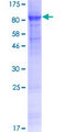 GJA8 / CX50 / Connexin 50 Protein - 12.5% SDS-PAGE of human GJA8 stained with Coomassie Blue