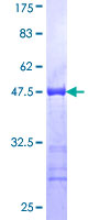 GJA8 / CX50 / Connexin 50 Protein - 12.5% SDS-PAGE Stained with Coomassie Blue.
