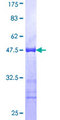 GJA8 / CX50 / Connexin 50 Protein - 12.5% SDS-PAGE Stained with Coomassie Blue.