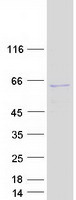 GJA8 / CX50 / Connexin 50 Protein - Purified recombinant protein GJA8 was analyzed by SDS-PAGE gel and Coomassie Blue Staining
