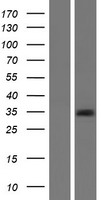 GJB1 / CX32 / Connexin 32 Protein - Western validation with an anti-DDK antibody * L: Control HEK293 lysate R: Over-expression lysate