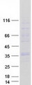 GJB4 / CX30.3 / Connexin 30.3 Protein - Purified recombinant protein GJB4 was analyzed by SDS-PAGE gel and Coomassie Blue Staining