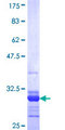 GJB6 / CX30 / Connexin 30 Protein - 12.5% SDS-PAGE Stained with Coomassie Blue.