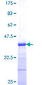 GJC1 / CX45 / Connexin 45 Protein - 12.5% SDS-PAGE Stained with Coomassie Blue.
