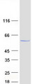 GK / Glycerol Kinase Protein - Purified recombinant protein GK was analyzed by SDS-PAGE gel and Coomassie Blue Staining