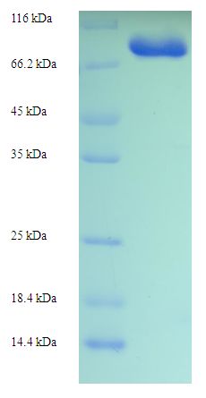 GK2 / Glycerol Kinase 2 Protein