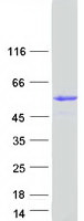 GK5 Protein - Purified recombinant protein GK5 was analyzed by SDS-PAGE gel and Coomassie Blue Staining