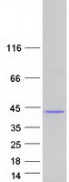 GKAP1 Protein - Purified recombinant protein GKAP1 was analyzed by SDS-PAGE gel and Coomassie Blue Staining