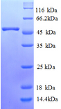 GLA / Alpha Galactosidase Protein