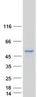 GLA / Alpha Galactosidase Protein - Purified recombinant protein GLA was analyzed by SDS-PAGE gel and Coomassie Blue Staining