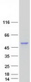 GLA / Alpha Galactosidase Protein - Purified recombinant protein GLA was analyzed by SDS-PAGE gel and Coomassie Blue Staining