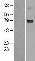 GLB1 / Beta-Galactosidase Protein - Western validation with an anti-DDK antibody * L: Control HEK293 lysate R: Over-expression lysate