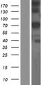 GLB1L Protein - Western validation with an anti-DDK antibody * L: Control HEK293 lysate R: Over-expression lysate