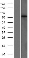 GLB1L3 Protein - Western validation with an anti-DDK antibody * L: Control HEK293 lysate R: Over-expression lysate