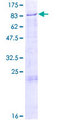 GLCE Protein - 12.5% SDS-PAGE of human GLCE stained with Coomassie Blue
