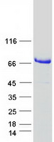 GLCNE / GNE Protein - Purified recombinant protein GNE was analyzed by SDS-PAGE gel and Coomassie Blue Staining