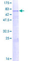 GLCT2 / B3GALT2 Protein - 12.5% SDS-PAGE of human B3GALT2 stained with Coomassie Blue