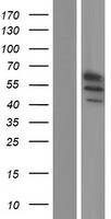 GLDN / Gliomedin Protein - Western validation with an anti-DDK antibody * L: Control HEK293 lysate R: Over-expression lysate