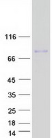 GLDN / Gliomedin Protein - Purified recombinant protein GLDN was analyzed by SDS-PAGE gel and Coomassie Blue Staining
