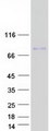 GLDN / Gliomedin Protein - Purified recombinant protein GLDN was analyzed by SDS-PAGE gel and Coomassie Blue Staining