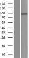 GLE1 Protein - Western validation with an anti-DDK antibody * L: Control HEK293 lysate R: Over-expression lysate