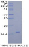 GLG1 / MG160 Protein - Recombinant Golgi Glycoprotein 1 By SDS-PAGE